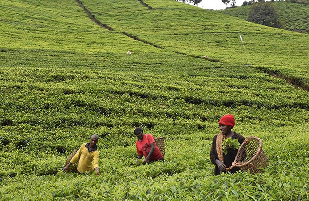 Uganda Tea Plantations