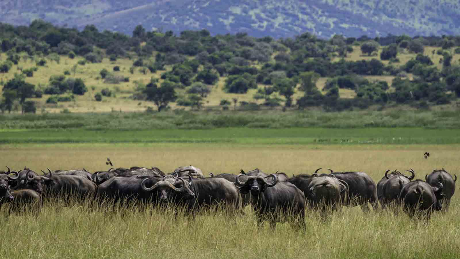 5 Most Popular Safari Locations in Rwanda