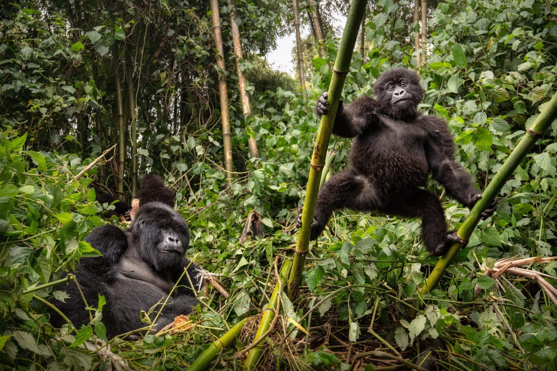 Mountain Gorillas of Africa